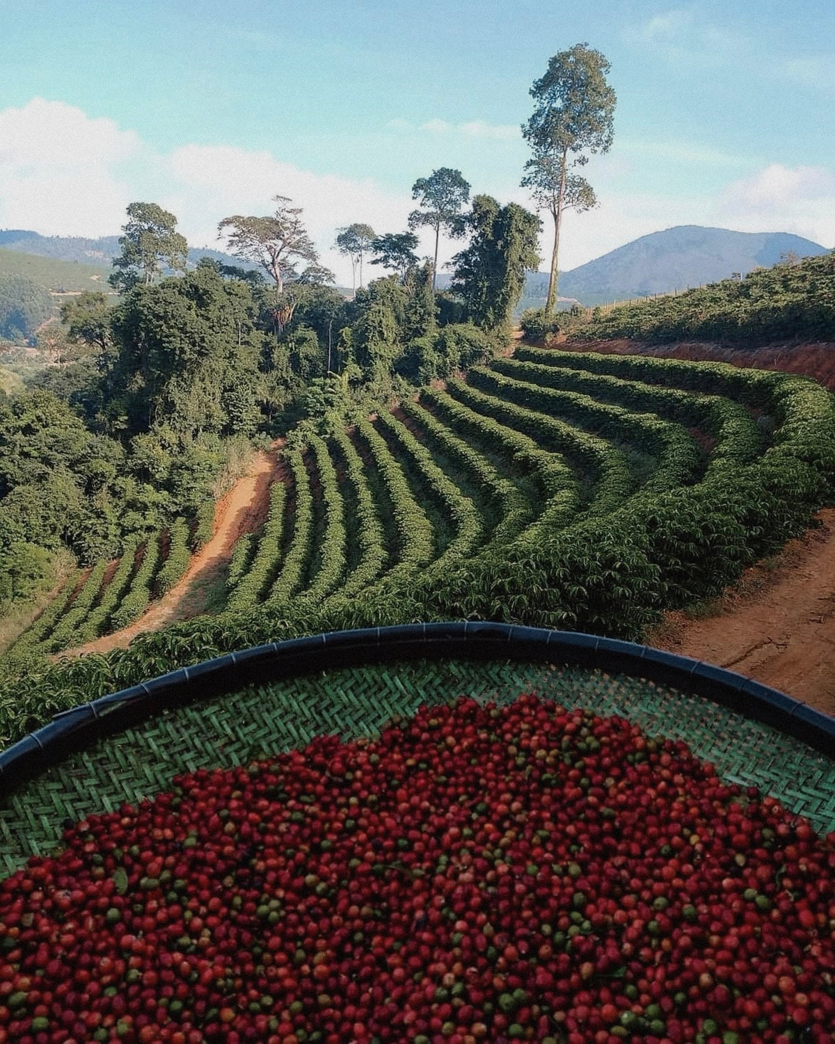 Riviera Roast Specialty Coffee