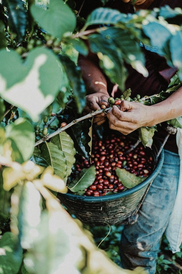 Riviera Roast Specialty Coffee